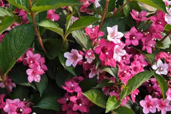 锦带开花所需时间,养殖2-3年才会开花