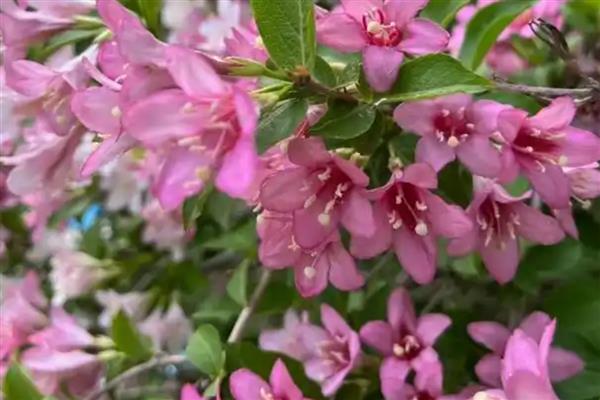 锦带开花所需时间,养殖2-3年才会开花