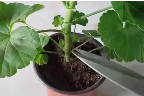天竺葵的掐尖方法，把上端徒长的枝叶和嫩芽摘除