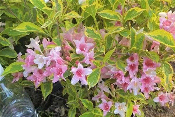 锦带开花所需时间,养殖2-3年才会开花