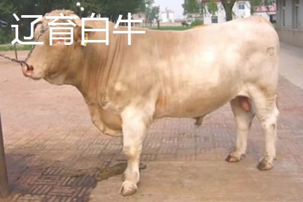 调兵山市的特产，清河全鱼宴远近闻名