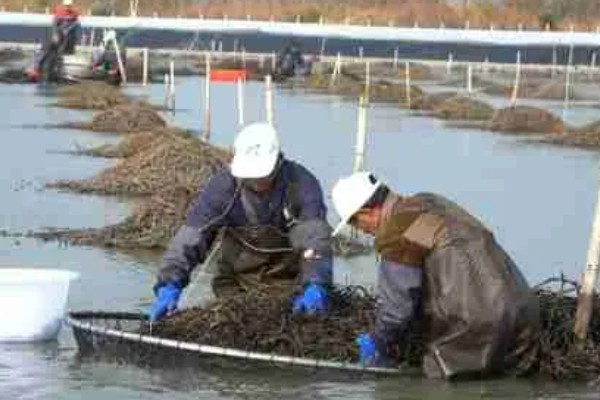 直接用自来水养螃蟹会不会死亡，会导致螃蟹缺氧或氯气中毒而死