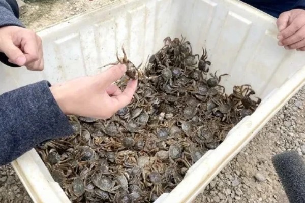 直接用自来水养螃蟹会不会死亡，会导致螃蟹缺氧或氯气中毒而死