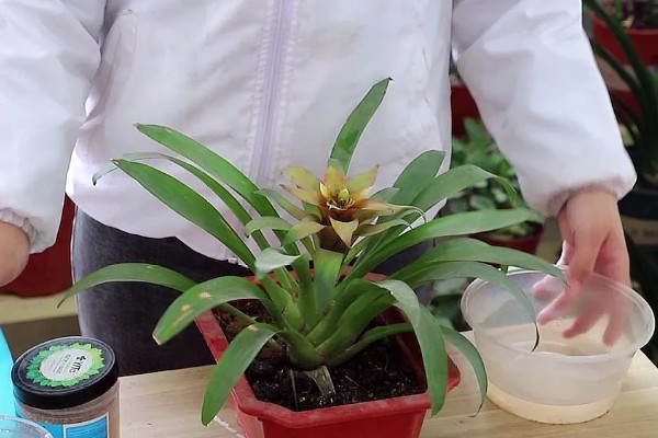 鸿运当头春季秋季需要哪些肥料，氮磷钾复合肥、镁肥都很合适