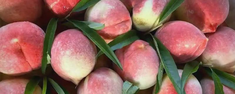 桃子是不是单子叶植物，属于双子叶植物