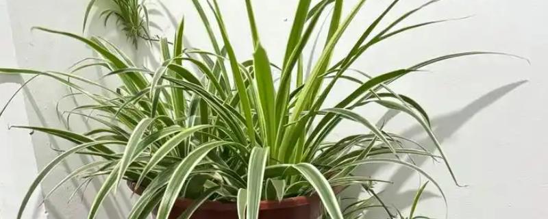 让吊兰更旺盛的方法，平时每隔半个月追肥一次