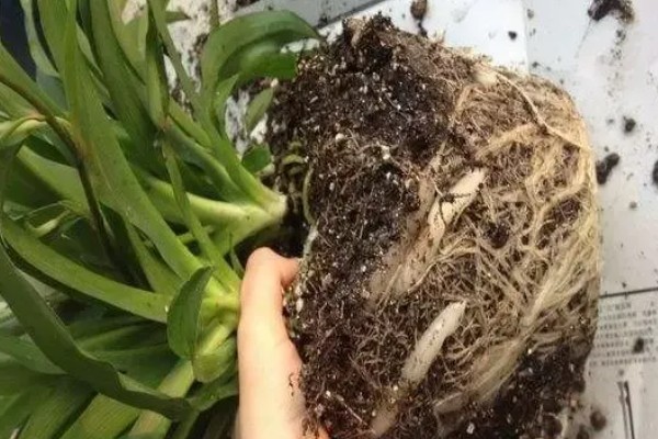 让吊兰更旺盛的方法,平时每隔半个月追肥一次