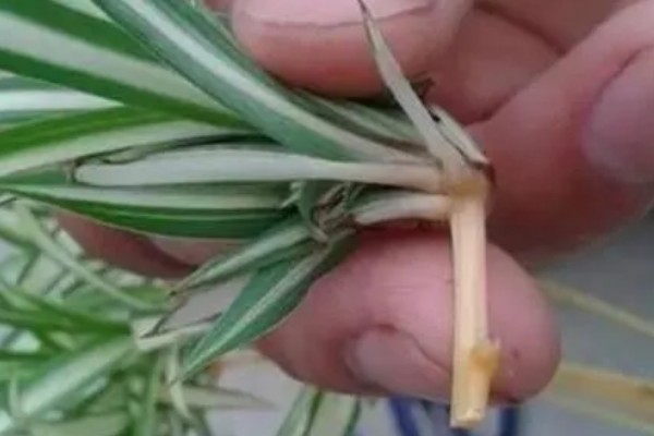 让吊兰更旺盛的方法,平时每隔半个月追肥一次