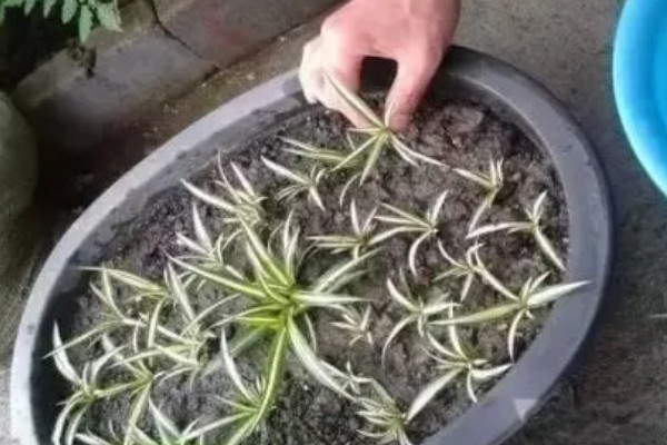 让吊兰更旺盛的方法,平时每隔半个月追肥一次