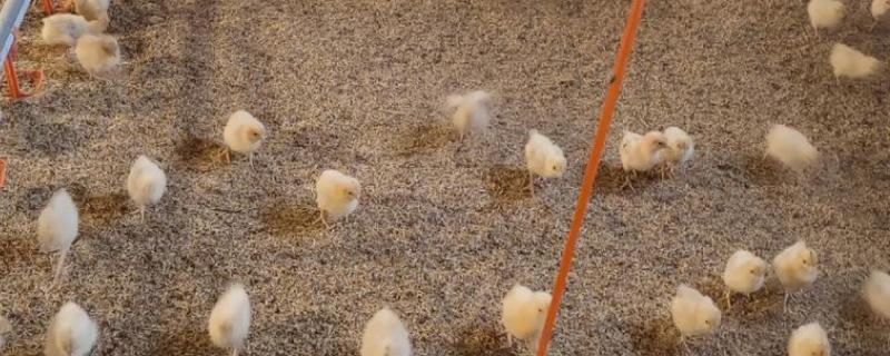 小鸡不吃东西站不起来如何处理，缺钙可以在饲料中添加钙片粉