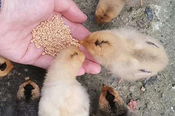 小鸡不吃东西站不起来如何处理,缺钙可以在饲料中添加钙片粉