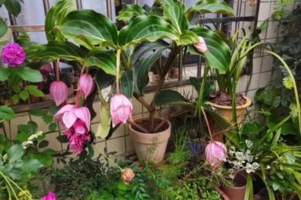 荷兰宝莲灯的养殖方法,将植株放在有明亮散光的地方养