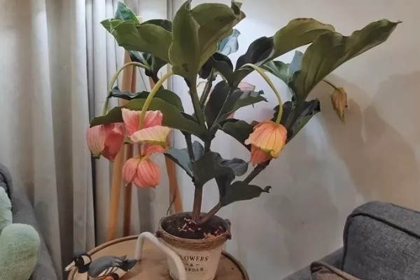 荷兰宝莲灯的养殖方法,将植株放在有明亮散光的地方养