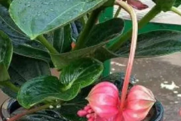 荷兰宝莲灯的养殖方法,将植株放在有明亮散光的地方养