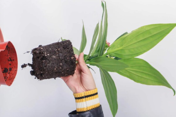 荷兰宝莲灯的养殖方法,将植株放在有明亮散光的地方养