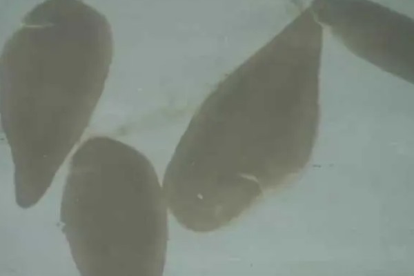 鳎目鱼的产地，主产于黄渤海区