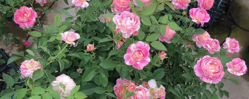 月季花怎么修剪，把顶端的叶梢摘除