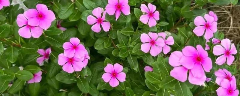 长春花有没有毒，毒性主要存在于汁液中