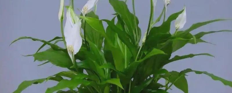 白鹤芋叶子蔫了如何处理，光照不足要放在有阳光的地方养护