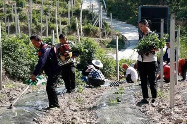 百香果秋种的注意事项，秋种的种植时间在9-11月份