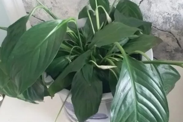白鹤芋叶子蔫了如何处理，光照不足要放在有阳光的地方养护