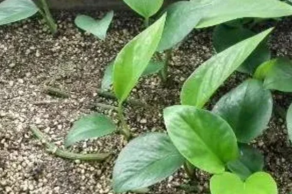 白鹤芋叶子蔫了如何处理，光照不足要放在有阳光的地方养护