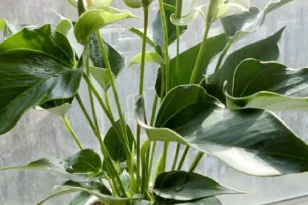 白鹤芋叶子蔫了如何处理，光照不足要放在有阳光的地方养护