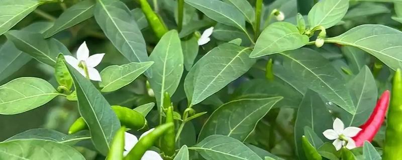 辣椒为何开花就枯萎，可能患有辣椒枯萎病