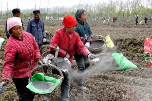 小麦的播种方法，行距控制在15厘米左右