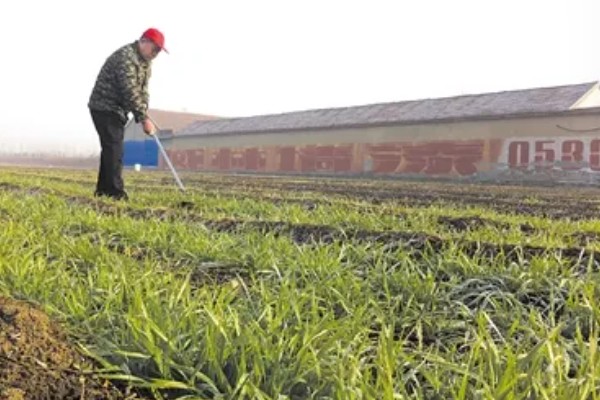 小麦的播种方法，行距控制在15厘米左右
