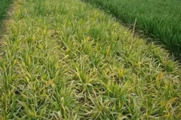 小麦的播种方法，行距控制在15厘米左右