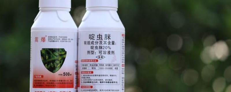 啶虫脒可以杀什么虫，能防治水稻飞虱、蔬菜蚜虫等害虫