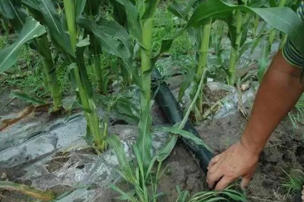 玉米的种植方法,可以在春季或秋季种植