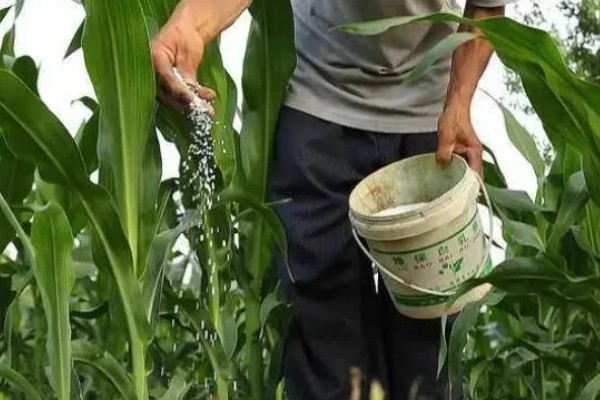 玉米的种植方法,可以在春季或秋季种植