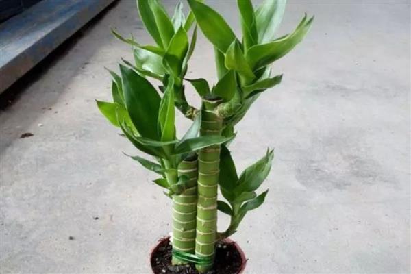 开运竹怎么按照风水摆放，可以摆放在大门口与客厅的对角处