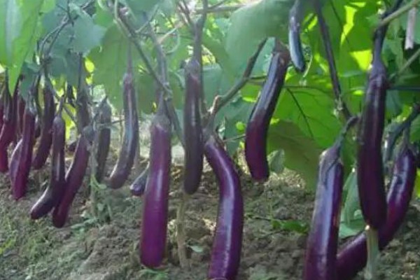 茄子心发黄褐色的原因，是茄子老化所致