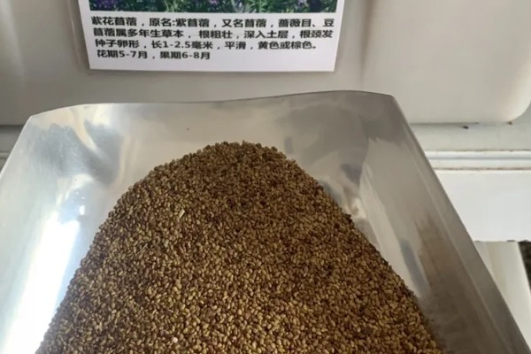 苜蓿种子的收获技巧,在荚果变成褐色时及时采收