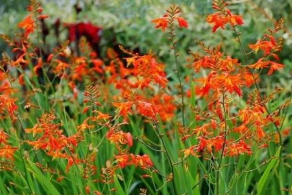 火星花什么时候开花，花期为6-8月份