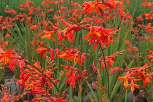 火星花什么时候开花，花期为6-8月份