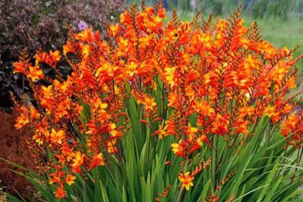火星花什么时候开花，花期为6-8月份