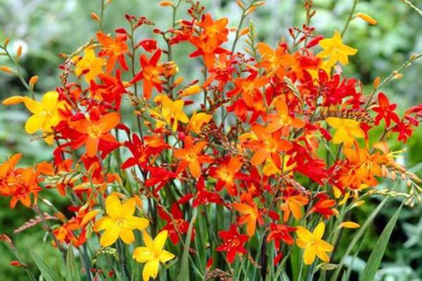 火星花什么时候开花，花期为6-8月份