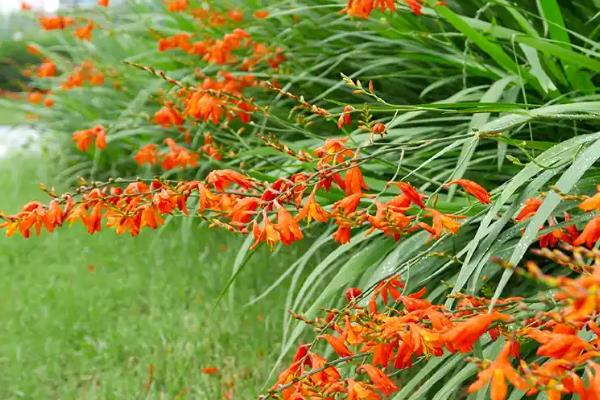火星花什么时候开花，花期为6-8月份