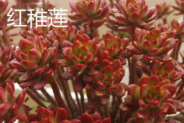 秋丽与红稚莲的区别，属性和形态均不同