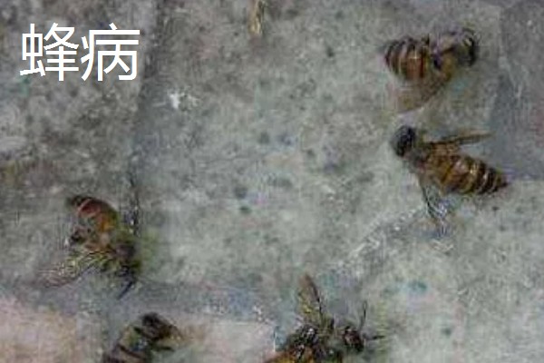 中蜂把幼虫拖出箱外是哪种病，可能是受巢虫的影响