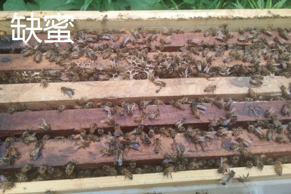 中蜂把幼虫拖出箱外是哪种病，可能是受巢虫的影响