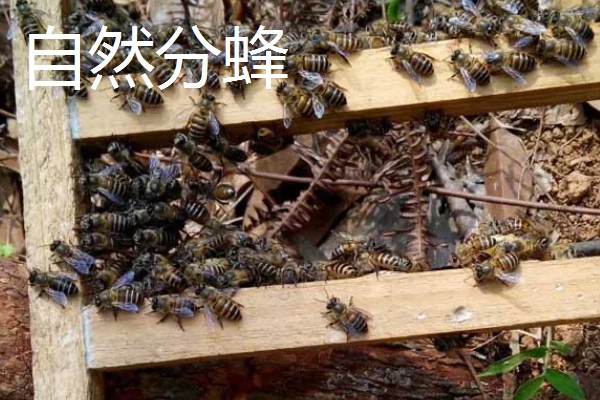 中蜂把幼虫拖出箱外是哪种病，可能是受巢虫的影响