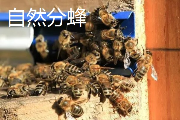 中蜂把幼虫拖出箱外是哪种病，可能是受巢虫的影响