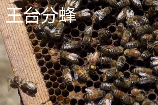 中蜂把幼虫拖出箱外是哪种病，可能是受巢虫的影响