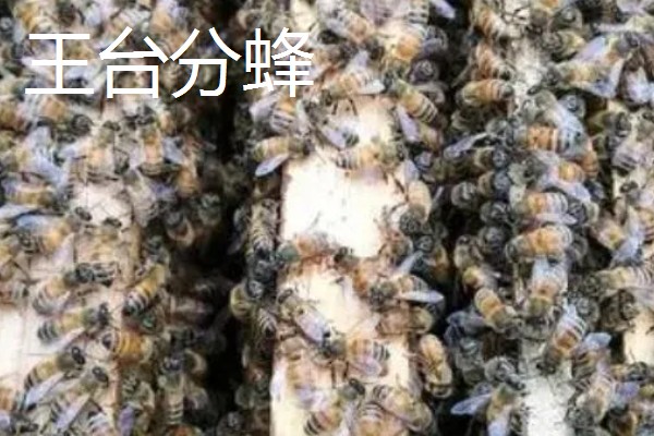 中蜂把幼虫拖出箱外是哪种病，可能是受巢虫的影响