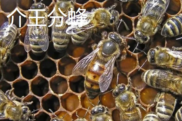 中蜂把幼虫拖出箱外是哪种病，可能是受巢虫的影响